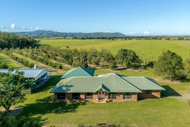 House For Sale - QLD - Miallo - 4873 - Expansive Lifestyle Acreage with Thriving Orchard and Family Residence (Image 2)