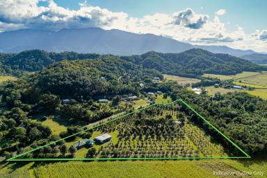 House For Sale - QLD - Miallo - 4873 - Expansive Lifestyle Acreage with Thriving Orchard and Family Residence  (Image 2)