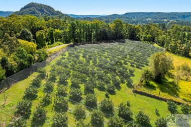 House For Sale - NSW - Georgica - 2480 - MULTIPLE INCOMES WITH POTENTIAL – NORTHERN RIVERS  (Image 2)