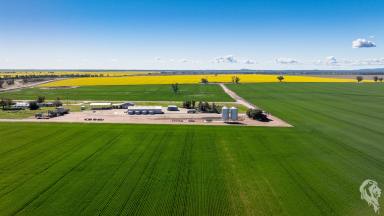 Cropping For Sale - NSW - Narrabri - 2390 - PRODUCTIVE BROADACRE HOLDING - CLOSE TO TOWN (Image 2)