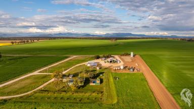 Cropping For Sale - NSW - Narrabri - 2390 - PRODUCTIVE BROADACRE HOLDING - CLOSE TO TOWN  (Image 2)