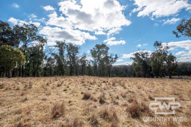 Lifestyle For Sale - NSW - Torrington - 2371 - Peaceful 10-Acre Building Block in Torrington  (Image 2)