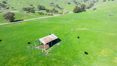 Lifestyle Auction - VIC - Tallangatta - 3700 - Farming within walking distance to Tallangatta town centre  (Image 2)