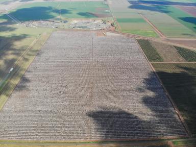 Horticulture For Sale - NSW - Tharbogang - 2680 - PRODUCTIVE ALMOND ORCHARD  (Image 2)