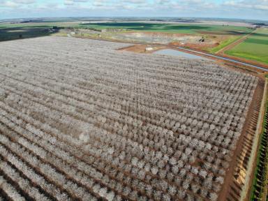 Horticulture For Sale - NSW - Tharbogang - 2680 - PRODUCTIVE ALMOND ORCHARD  (Image 2)