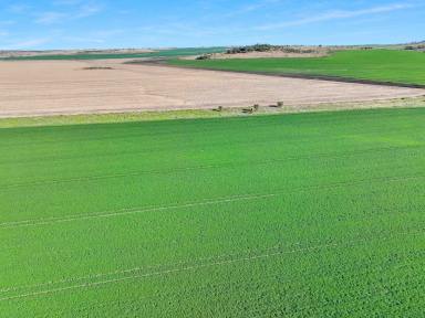 Cropping For Sale - NSW - Warialda - 2402 - Productive dryland cropping opportunity located in the renowned Golden Triangle region  (Image 2)