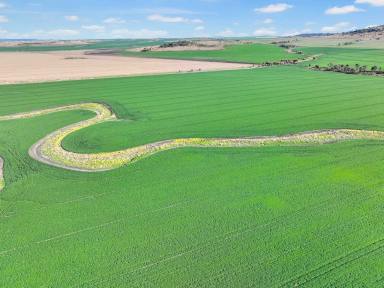 Cropping For Sale - NSW - Croppa Creek - 2411 - Productive dryland cropping opportunity located in the renowned Golden Triangle region  (Image 2)