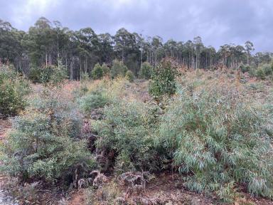 Residential Block For Sale - TAS - Reedy Marsh - 7304 - Secure Your Slice of Reedy Marsh!  (Image 2)