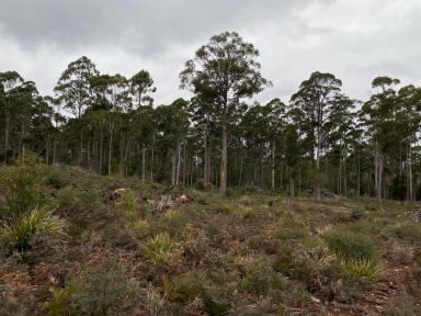 Residential Block For Sale - TAS - Reedy Marsh - 7304 - Secure Your Slice of Reedy Marsh!  (Image 2)