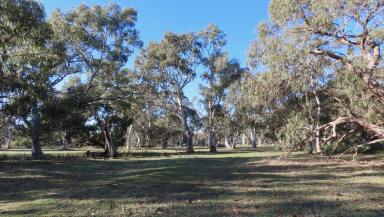 Livestock For Sale - SA - Coles - 5272 - Tomich South  (Image 2)