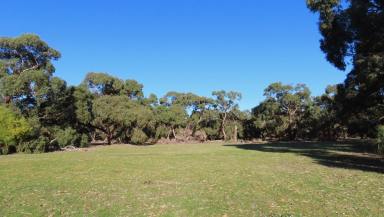 Livestock For Sale - SA - Coles - 5272 - Tomich South  (Image 2)