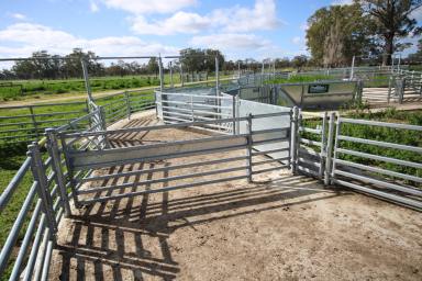 Mixed Farming For Sale - SA - Naracoorte - 5271 - Woodalla  (Image 2)