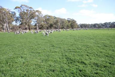 Mixed Farming For Sale - SA - Naracoorte - 5271 - Woodalla  (Image 2)