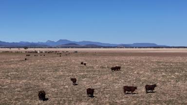 Livestock For Sale - NSW - Coonamble - 2829 - Productive Grazing & Cropping  (Image 2)
