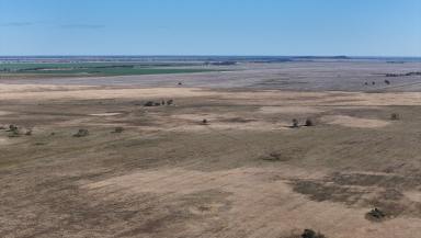 Livestock For Sale - NSW - Coonamble - 2829 - Productive Grazing & Cropping  (Image 2)