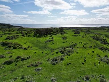 Livestock For Sale - VIC - Pomborneit East - 3249 - ATTRACTIVE WELL BALANCED COLAC DISTRICT ACREAGE  (Image 2)