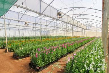 Horticulture For Sale - QLD - Calavos - 4670 - Calavos Flower Farm & Homestead on 2.89 ha  (Image 2)