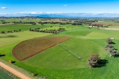 Mixed Farming For Sale - NSW - Canowindra - 2804 - 115ACRE* HIGH PRODUCTION CENTRE PIVOT IRRIGATION + 2 HOMES!  (Image 2)