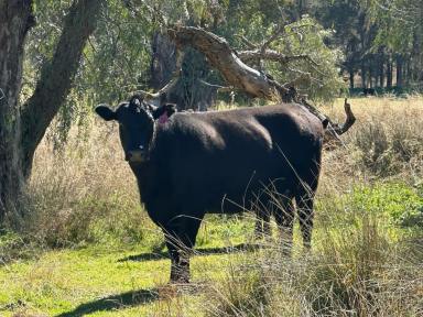 Mixed Farming For Sale - NSW - Halls Creek - 2346 - 'Roscommon' First Time Offered In Over 100 Years  (Image 2)