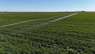 Cropping For Sale - VIC - Myall - 3579 - Highly Efficient Irrigated Cropping  (Image 2)