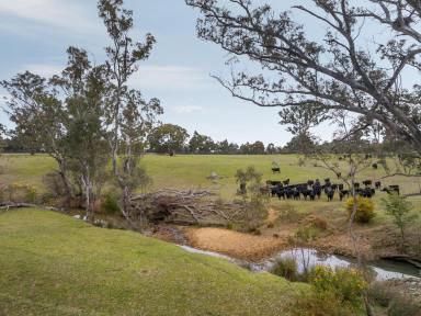 Mixed Farming For Sale - VIC - Elphinstone - 3448 - A Rare Blend of Lifestyle and Productivity  (Image 2)