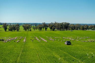 Cropping For Sale - NSW - Milbrulong - 2656 - Highly regarded mixed farming operation  (Image 2)