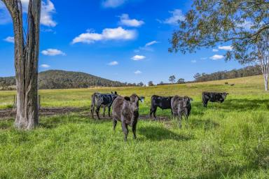 Lifestyle For Sale - NSW - Nabiac - 2312 - 'Bunagunoo Too' - 53.65ha (133ac) Farmland with Endless Potential  (Image 2)