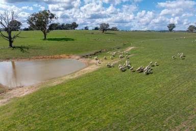 Mixed Farming For Sale - NSW - Golspie - 2580 - "Clovelly Farms" 
 Productive producing farms from $875,000
 Just over $3000 per acre  (Image 2)