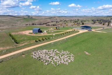 Mixed Farming Auction - NSW - Golspie - 2580 - "Golspie", Production ready with outstanding water!  (Image 2)