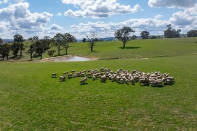Mixed Farming For Sale - NSW - Golspie - 2580 - "Clovelly Farms" at Golspie
Exciting opportunity exists to acquire your choice of four outstanding small farms!
Farm prices from $995,000 (Image 2)