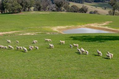 Mixed Farming For Sale - NSW - Golspie - 2580 - "Clovelly Farms" 
 Two adjoining productive producing farms available for sale individually or as   one holding!  (Image 2)