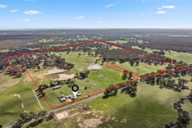 Livestock For Sale - VIC - Talbot - 3371 - PRODUCTIVE TIGHTLY HELD VERSATILE AREA WITH THE SAME FAMILY OWNERSHIP FOR 147 YEARS  (Image 2)