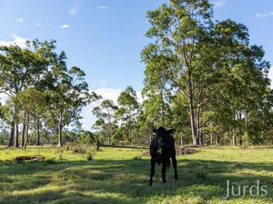 Mixed Farming Auction - NSW - East Seaham - 2324 - Field of dreams  (Image 2)