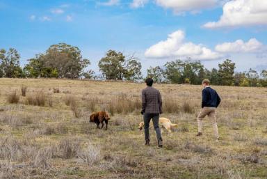 Residential Block For Sale - NSW - Murrumbateman - 2582 - Space, Serenity and Freedom on 23 Acres  (Image 2)