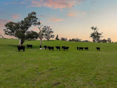 Lifestyle Auction - NSW - Jugiong - 2726 - Rare 192* Acre Pocket of Paradise on Jugiong Creek  (Image 2)