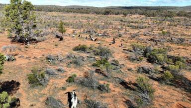 Livestock For Sale - SA - Dawson - 5422 - 'Batis & Rawlins'  (Image 2)