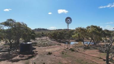 Livestock For Sale - SA - Nackara - 5440 - 'Batis & Rawlins'  (Image 2)