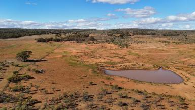 Livestock For Sale - SA - Nackara - 5440 - 'Batis & Rawlins'  (Image 2)
