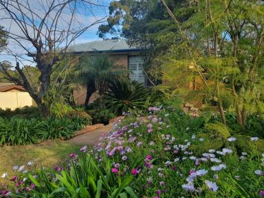 House For Sale - NSW - Muswellbrook - 2333 - 3 B/R BRICK-VENEER HOME STANDING PROUD ON A UNIQUE
DOUBLE FRONTAGE BLOCK !  (Image 2)