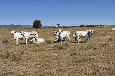 Other (Rural) For Sale - QLD - Biloela - 4715 - Biloela District Bullock or Bull Depot "Basshire"  (Image 2)