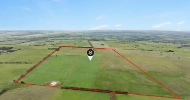 Livestock For Sale - VIC - Winchelsea - 3241 - HEALTHY VERSATILE WINCHELSEA COUNTRY  (Image 2)