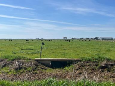 Cropping For Sale - VIC - Echuca West - 3564 - 317 Acres / 128 Ha - Prime Irrigation Country  (Image 2)
