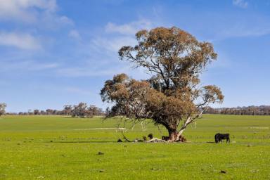 Mixed Farming For Sale - VIC - Knowsley - 3523 - Significant Acreage Opportunity - Knowsley  (Image 2)