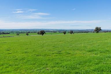 Mixed Farming For Sale - NSW - Wagga Wagga - 2650 - The Ultimate Rural Lifestyle on Wagga’s Doorstop (Image 2)