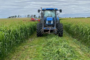 Dairy For Sale - SA - Tintinara - 5266 - DAIRY WITH EXTENSIVE IRRIGATION & WATER SECURITY  (Image 2)