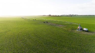 Dairy For Sale - SA - Tintinara - 5266 - DAIRY WITH EXTENSIVE IRRIGATION & WATER SECURITY  (Image 2)