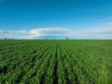 Cropping For Sale - VIC - Jung - 3401 - FIRST CLASS WIMMERA CROPPING OPPORTUNITY  (Image 2)