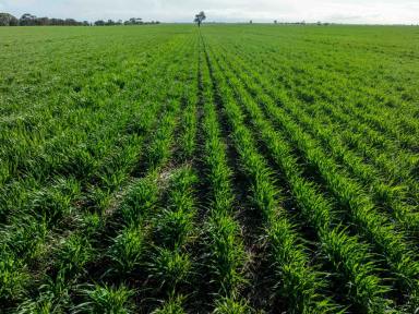 Cropping For Sale - VIC - Jung - 3401 - FIRST CLASS WIMMERA CROPPING OPPORTUNITY  (Image 2)
