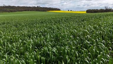 Cropping For Sale - WA - Berkshire Valley - 6510 - Productive Dryland Cropping Opportunity  (Image 2)