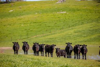 Mixed Farming Auction - NSW - Tarcutta - 2652 - Well Improved Eastern Grazing  (Image 2)